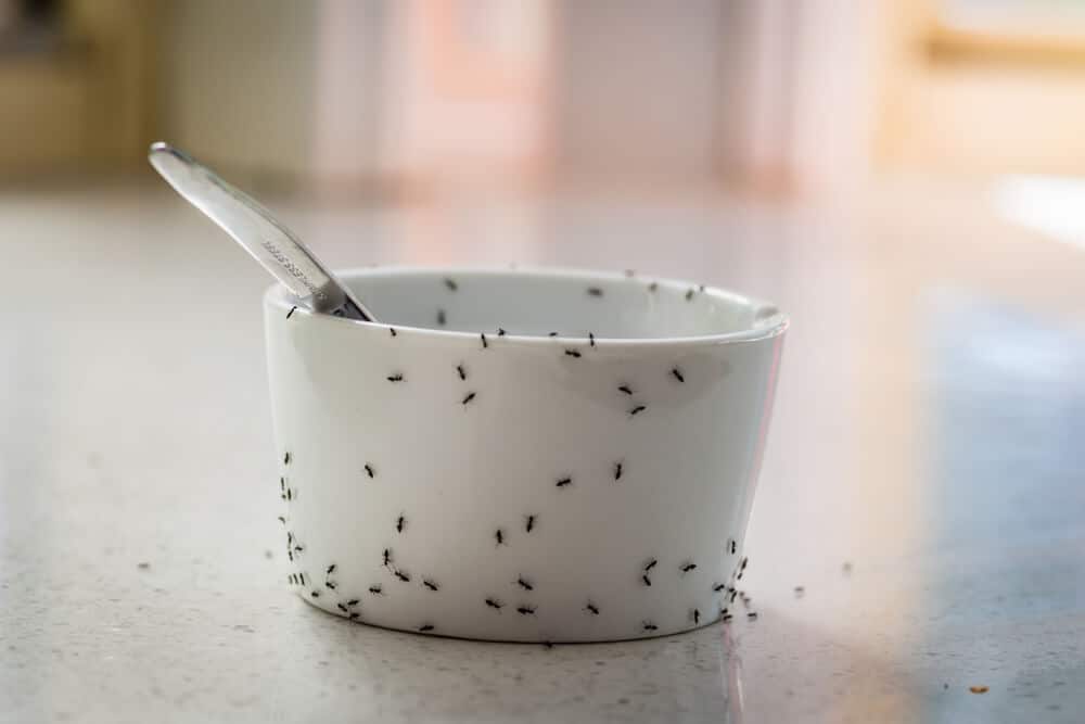How to get rid of tiny ants in kitchen
