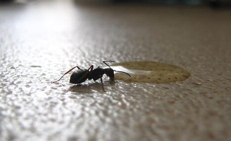 How to Get Rid of Tiny Ants in Kitchen (Natural Ways) - Kitchen Crawlers